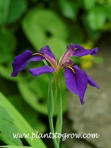 'Dorothea Williamson' Louisiana Iris